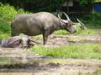 Phuket Water Buffalos Wallowing.JPG (124 KB)
